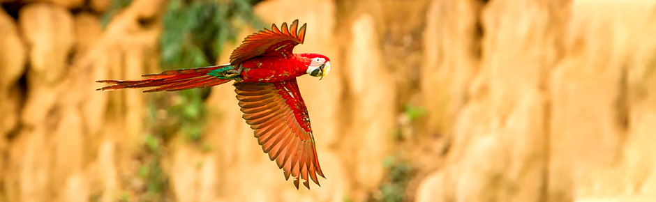 Pay-In-Full Savings - Peru