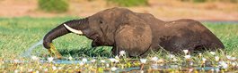 Chobe Game Park Safari