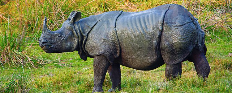 Chitwan National Park