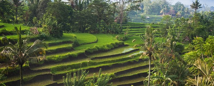 Indonesia: Islands of the Gods