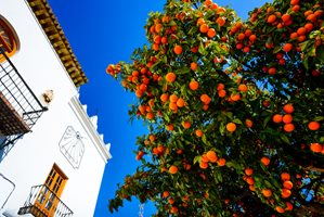 orange trees in Andalusia, Spain
