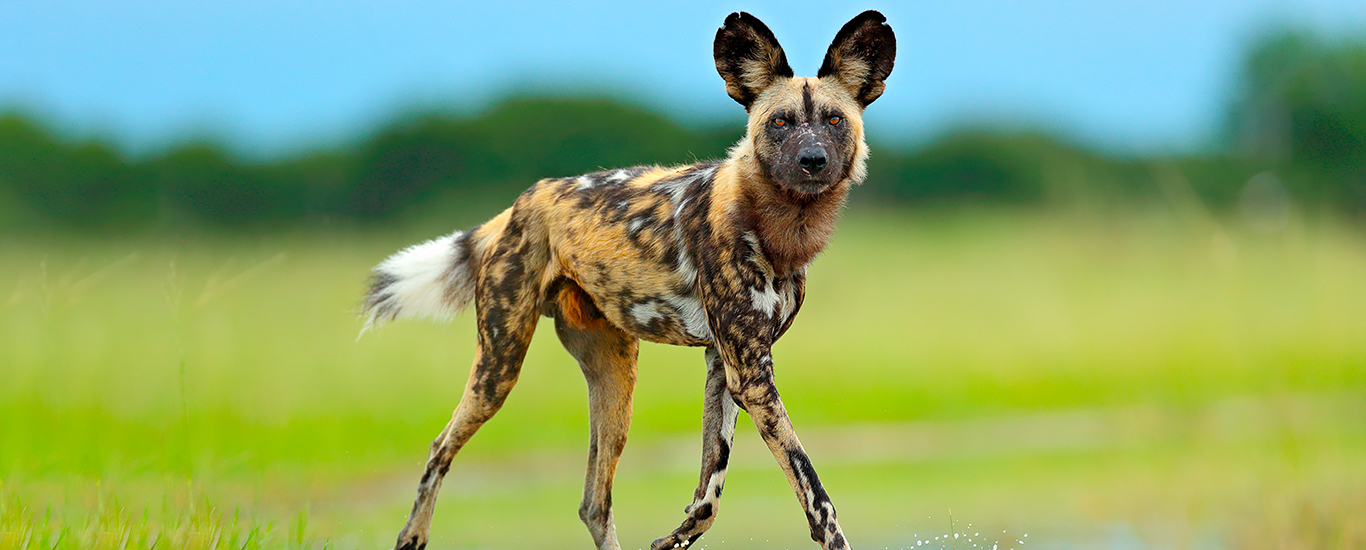 Botswana In-Style 9 Days