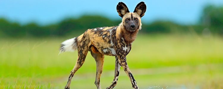 Botswana In-Style 9 Days