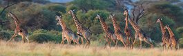 Maasai Mara