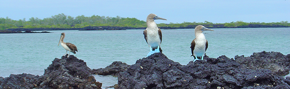 celebrity cruises to galapagos and machu picchu