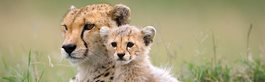 Our Classic Kenya Safari