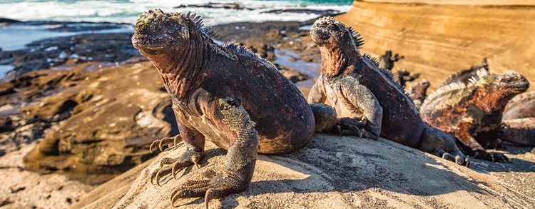 Machu Picchu + the Galapagos Cruise (2025 Itinerary)