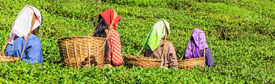 Calcutta To Darjeeling Tour Calcutta To Darjeeling Tour