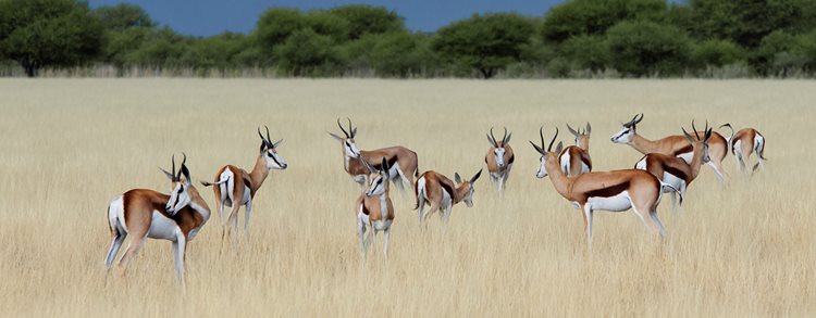 Central Kalahari Safari