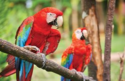Visit the El Manantial Macaw Sanctuary