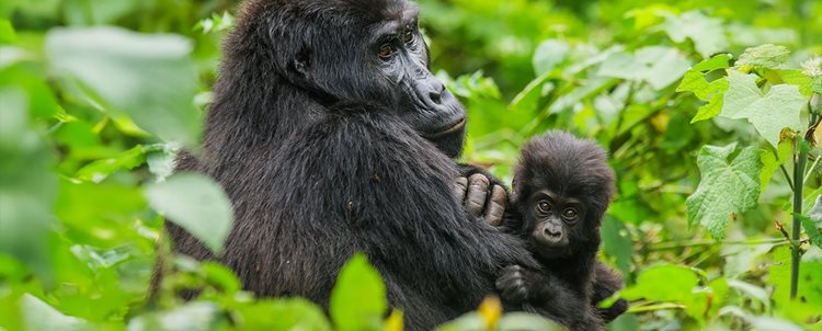Gorillas of Rwanda