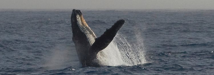 Antarctica + Polar Circle Quest aboard the classic mv Ushuaia