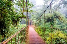 Bridge in Rainforest - Costa Rica - Monteverde