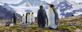 Antarctica + South Georgia + Falklands aboard the new <i>Ocean Victory</i>