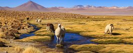 Bolivia Sojourn