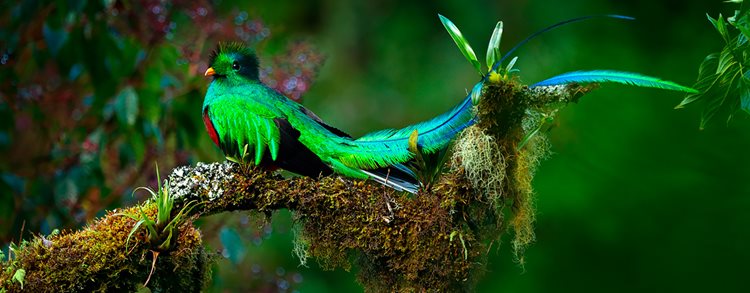 Costa Rica Mountains to Sea