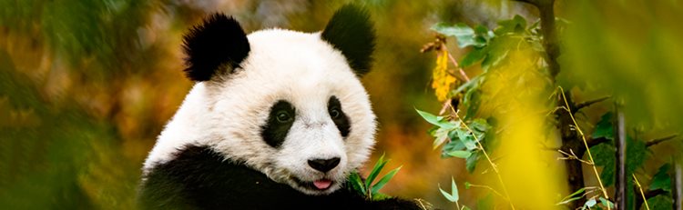 The Pandas of Chengdu (2025 Itinerary)