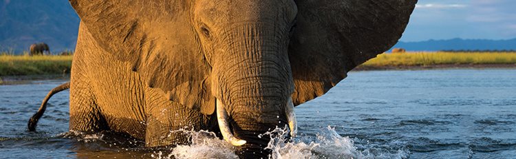 South Africa With Luxury Rovos Rail