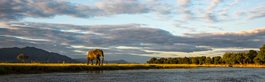 Mana Pools Private Safari