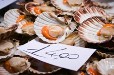 Scallops for sale at the Rialto fish market - Venice, Venezia, Italy, Europe