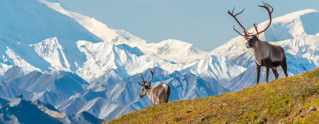 Wild + Wonderful Alaska