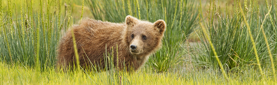 tours to churchill polar bears