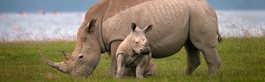 The Big Five Safari in Kenya