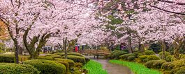 Grandeur of Japan President's Trip:<br>Inland Sea, Alps and Cherry Blossoms