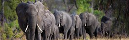Wild + Wonderful Southern Africa: Botswana, Zimbabwe + Victoria Falls