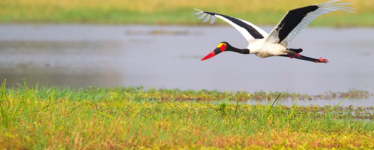 Zimbabwe In-Style 7 Days