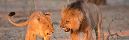 Visions of Zimbabwe Safari