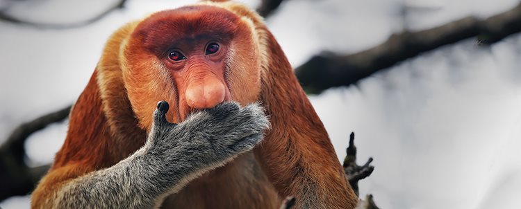 Wild + Wonderful Borneo + Kuala Lumpur