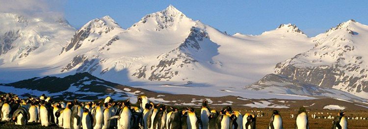 Antarctica + South Georgia aboard the classic mv Ushuaia
