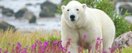 Polar Bears of Churchill