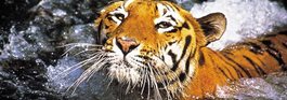 Ranthambore National Park Tiger Safari