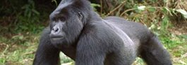 Gorillas of Rwanda