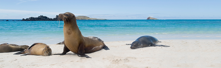 celebrity cruises to galapagos and machu picchu