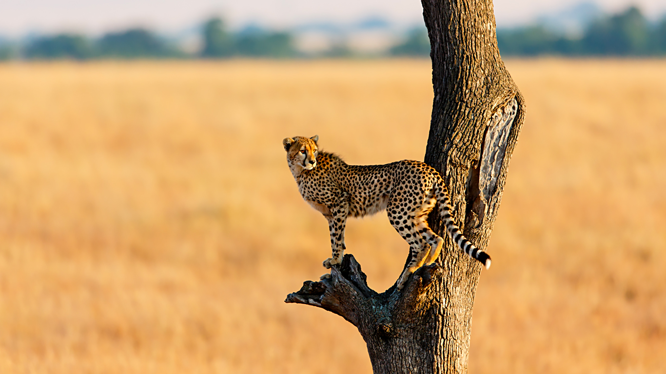 On Safari in Kenya + Tanzania