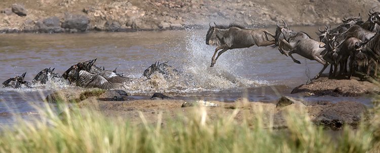 Kenya + Tanzania: The Great Migration